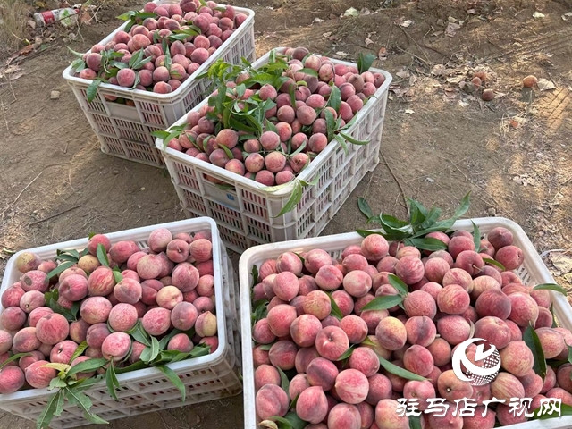 泌陽縣：果農(nóng)變主播 電商渠道助力林果產(chǎn)品邁出去 賣的好