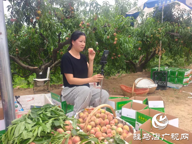 手機成&ldquo;新農具&rdquo; 直播變&ldquo;新農活&rdquo;！泌陽果農破局林果銷售助鄉村振興