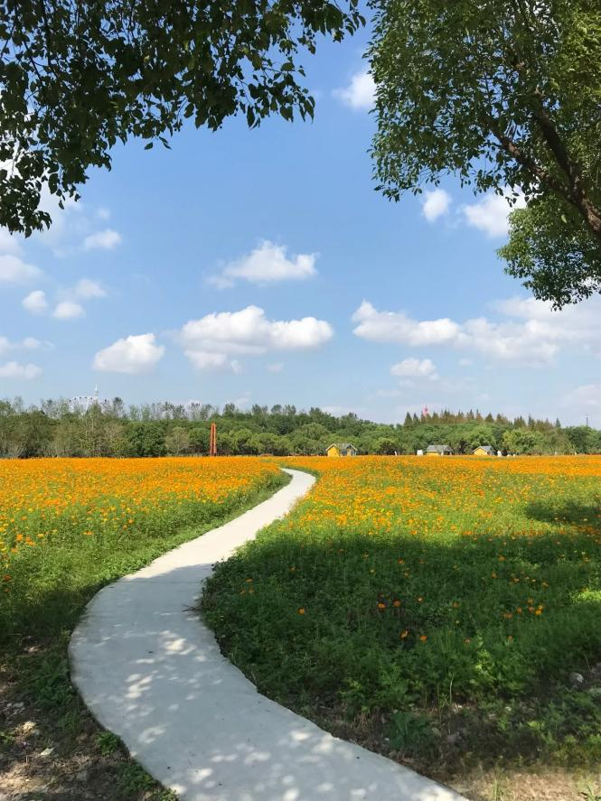 闖入夏日童話!上海近郊竟然有片23000㎡免費浪漫花海→