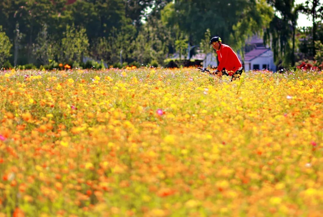 闖入夏日童話!上海近郊竟然有片23000㎡免費浪漫花海→