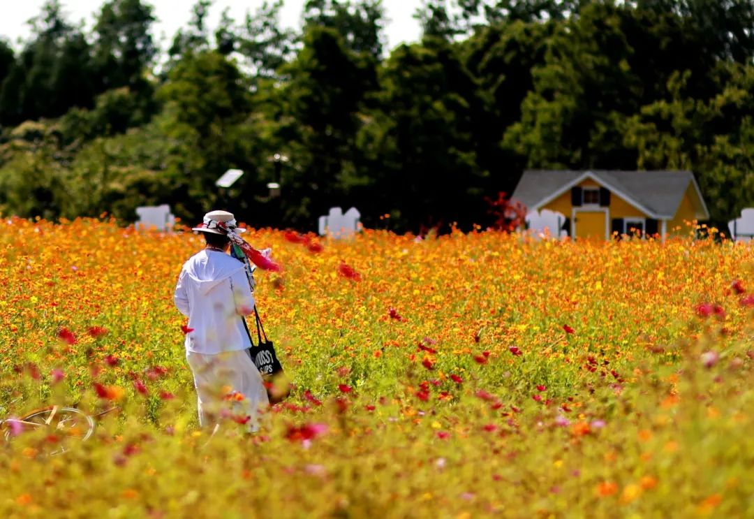闖入夏日童話!上海近郊竟然有片23000㎡免費浪漫花海→
