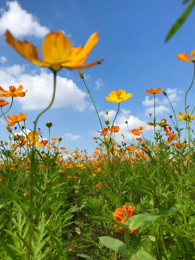 闖入夏日童話!上海近郊竟然有片23000㎡免費浪漫花海→