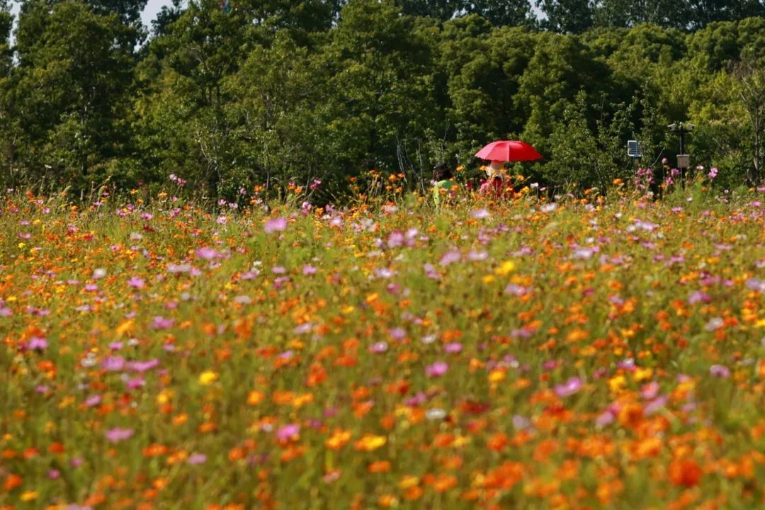 闖入夏日童話!上海近郊竟然有片23000㎡免費浪漫花海→