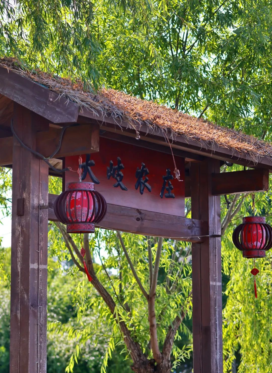 闖入夏日童話!上海近郊竟然有片23000㎡免費浪漫花海→