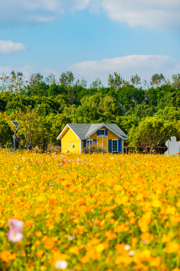闖入夏日童話!上海近郊竟然有片23000㎡免費浪漫花海→