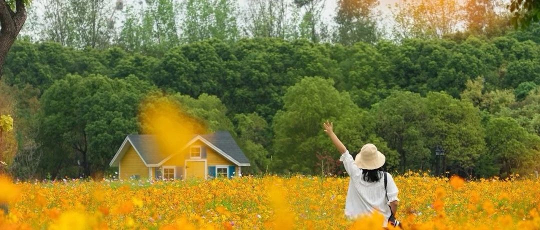 闖入夏日童話!上海近郊竟然有片23000㎡免費浪漫花海→