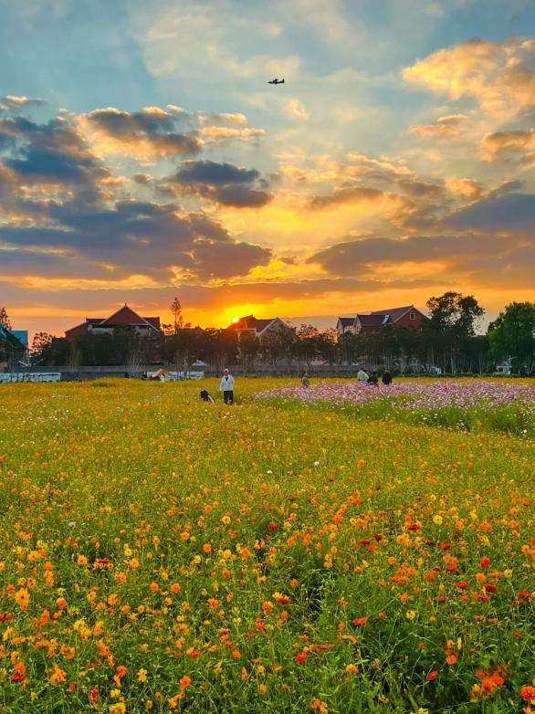 闖入夏日童話!上海近郊竟然有片23000㎡免費浪漫花海→