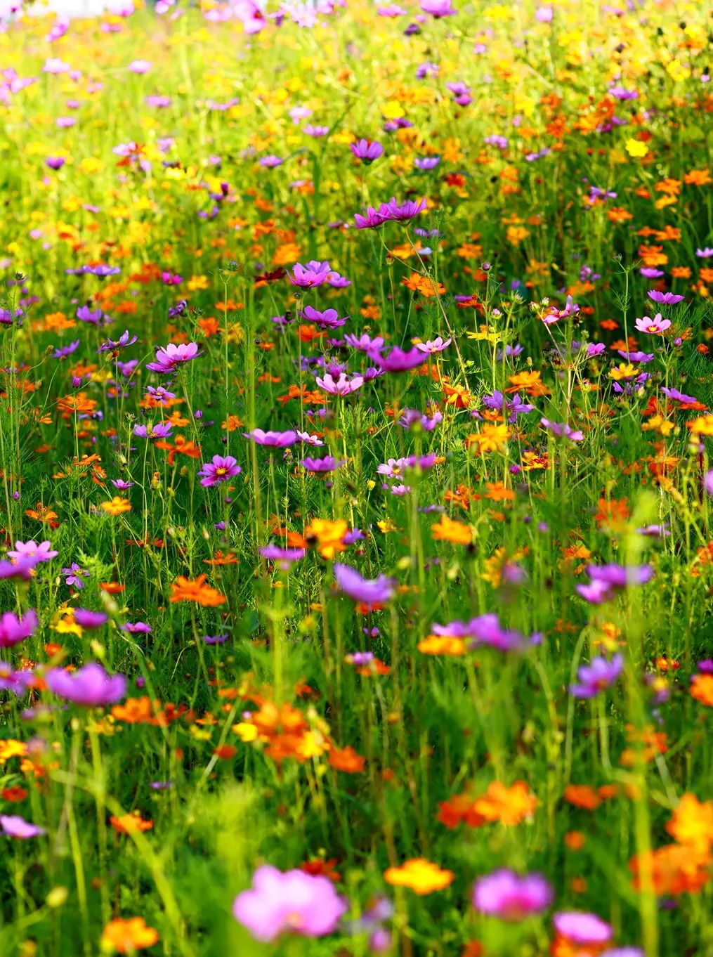 闖入夏日童話!上海近郊竟然有片23000㎡免費浪漫花海→