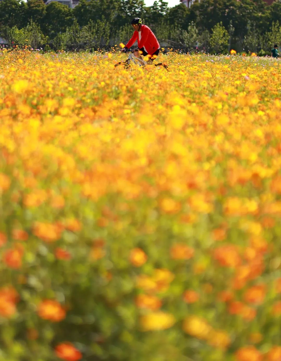闖入夏日童話!上海近郊竟然有片23000㎡免費浪漫花海→