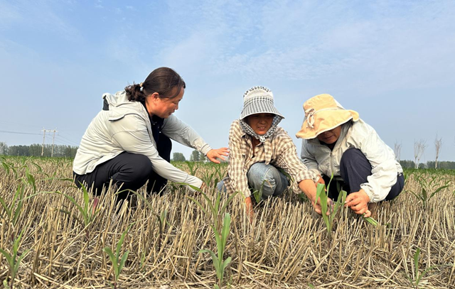 驛城區(qū)農(nóng)技專家田間“把脈” 護(hù)航秋糧生產(chǎn)