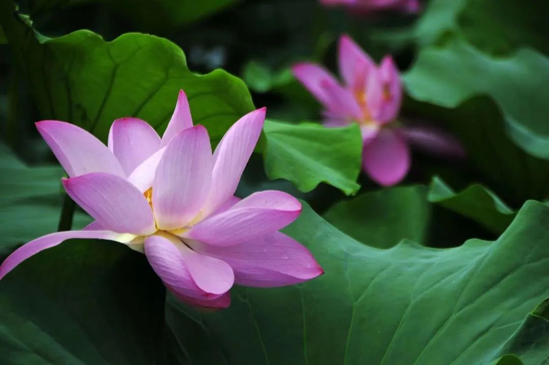 跟著文旅君玩轉駐馬店！開啟鄉村休閑體驗之旅&rarr;