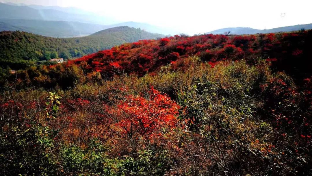 跟著文旅君玩轉駐馬店！開啟鄉村休閑體驗之旅&rarr;
