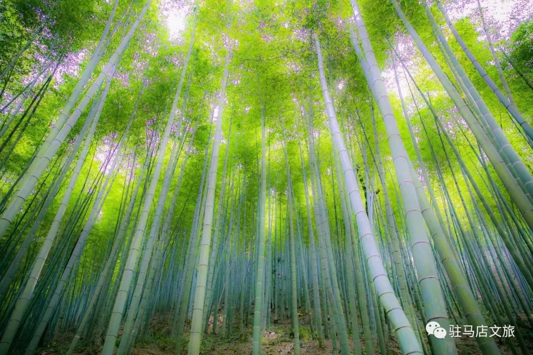 跟著文旅君玩轉駐馬店！開啟鄉村休閑體驗之旅&rarr;