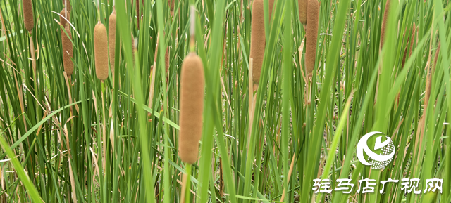 人民公園水岸現天然香腸景觀 香蒲群落成夏日生態新亮點