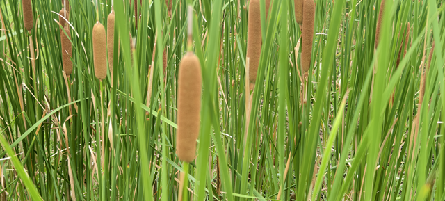 人民公園水岸現(xiàn)“天然香腸”景觀 香蒲群落成夏日生態(tài)新亮點(diǎn)
