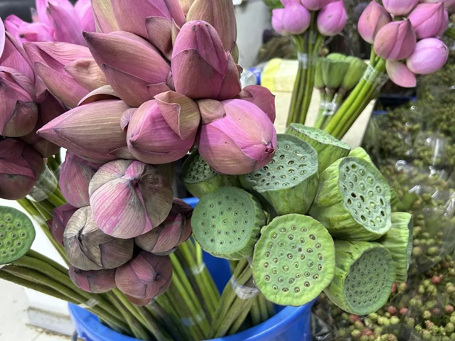 夏季鮮切花熱銷 荷花蓮蓬迎銷售高峰