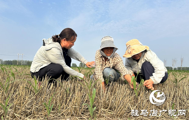 驛城區(qū)農(nóng)技專家田間“把脈” 護航秋糧生產(chǎn)