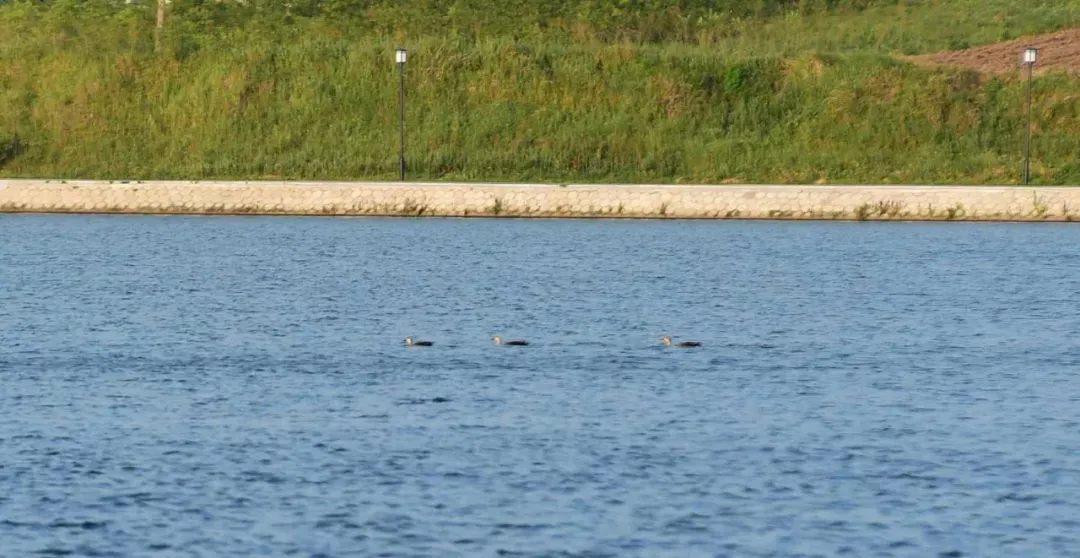  六月份的泌陽！美到心醉了......