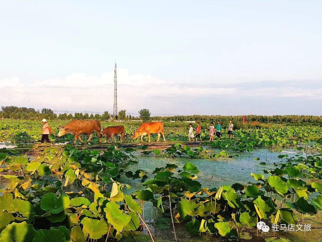 跟著文旅君玩轉駐馬店！開啟鄉村休閑體驗之旅&rarr;