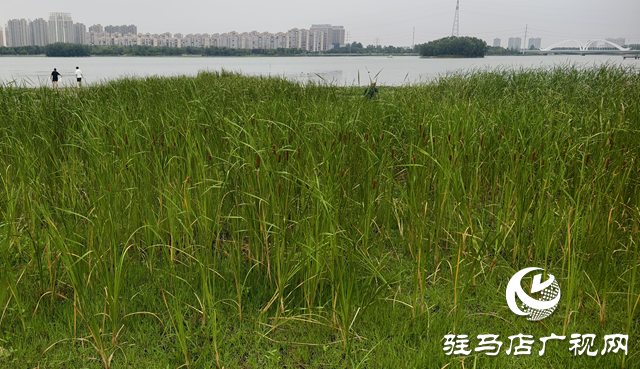 人民公園水岸現天然香腸景觀 香蒲群落成夏日生態新亮點