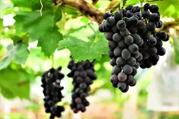 跟著文旅君玩轉駐馬店！開啟鄉村休閑體驗之旅&rarr;