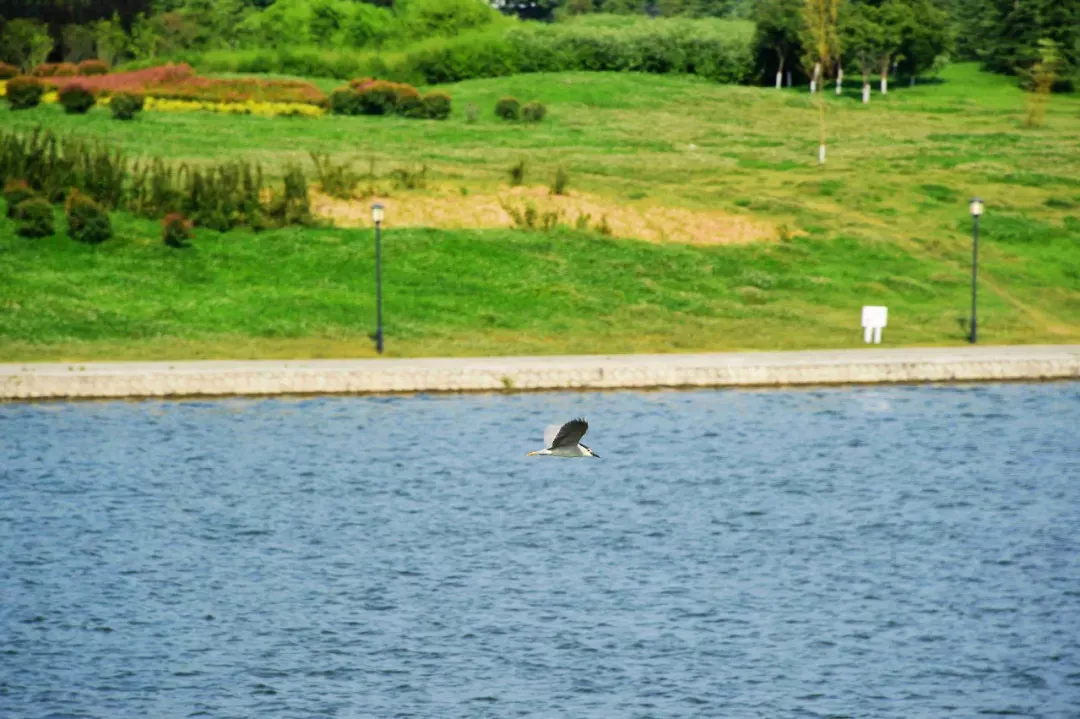  六月份的泌陽！美到心醉了......