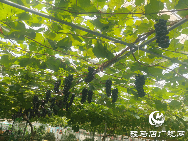 駐馬店天中生態(tài)園：有機(jī)瓜果掛滿(mǎn)枝 市民采摘樂(lè)田園