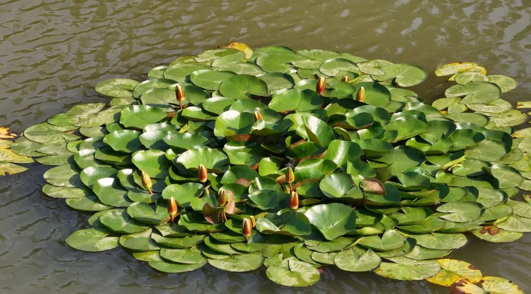 　　這個夏天，滿屏&ldquo;綠肥紅瘦&rdquo;申請出戰