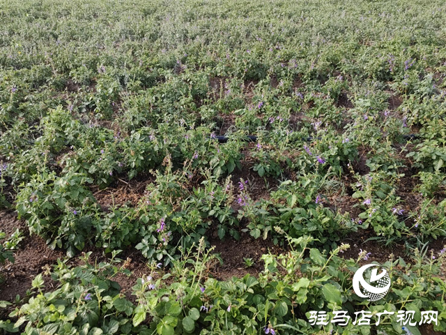 驛城區朱古洞鄉:特色種養殖產業激活鄉村振興“新引擎”