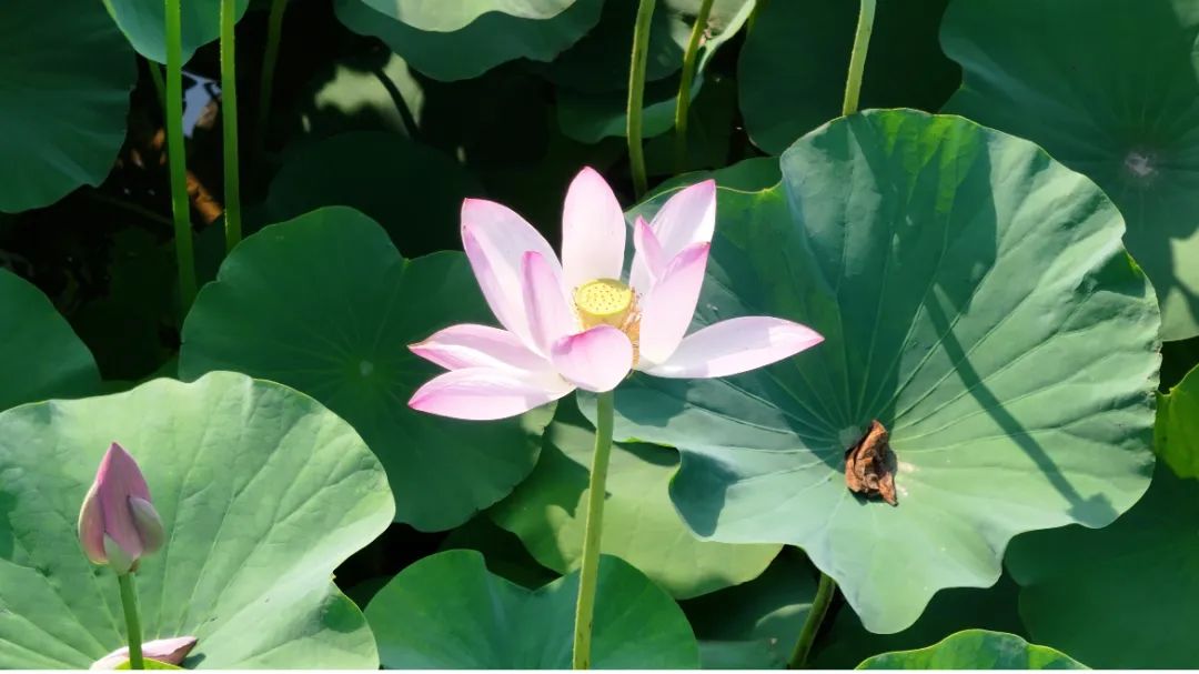 　　這個夏天，滿屏&ldquo;綠肥紅瘦&rdquo;申請出戰