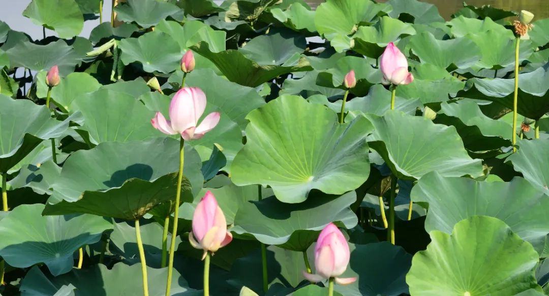 　　這個夏天，滿屏&ldquo;綠肥紅瘦&rdquo;申請出戰