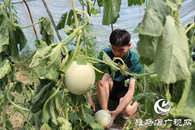 驛城區香山街道：瓜果飄香喜迎豐收季 &ldquo;甜蜜經濟&rdquo;打開富民路