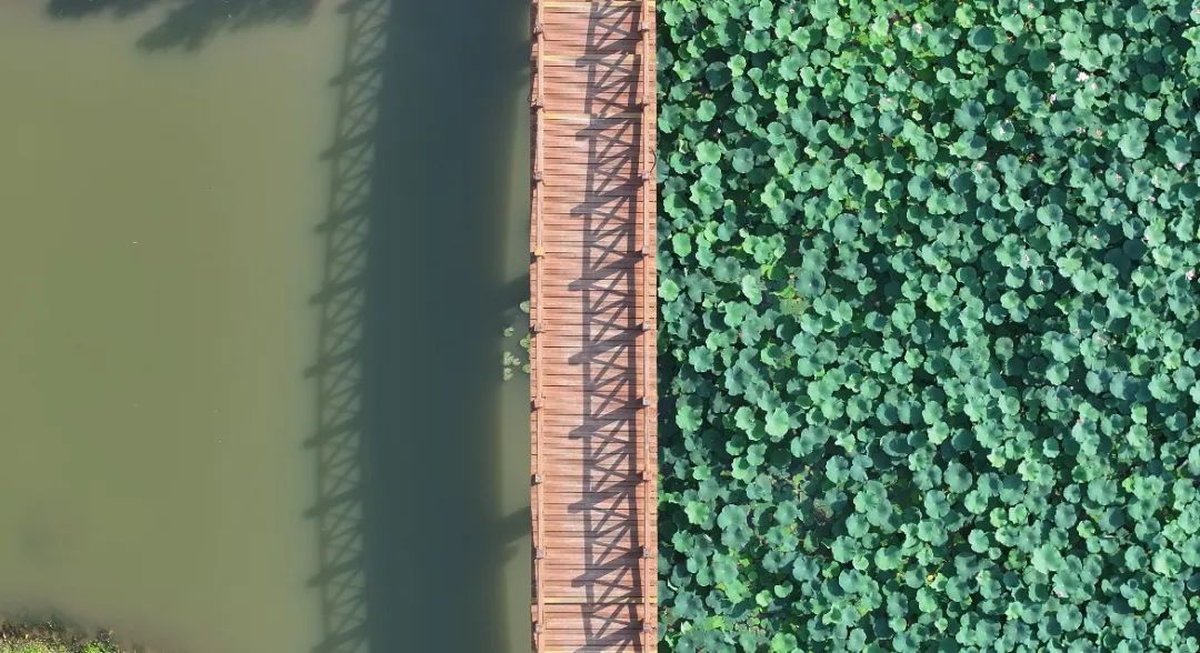 　　這個夏天，滿屏&ldquo;綠肥紅瘦&rdquo;申請出戰