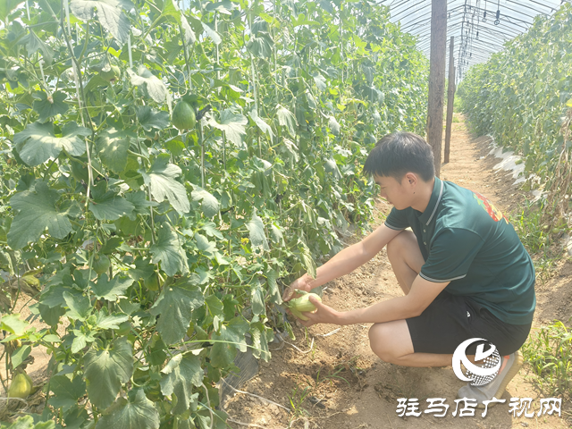 駐馬店天中生態(tài)園：有機(jī)瓜果掛滿(mǎn)枝 市民采摘樂(lè)田園