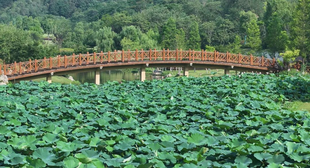 　　這個夏天，滿屏&ldquo;綠肥紅瘦&rdquo;申請出戰