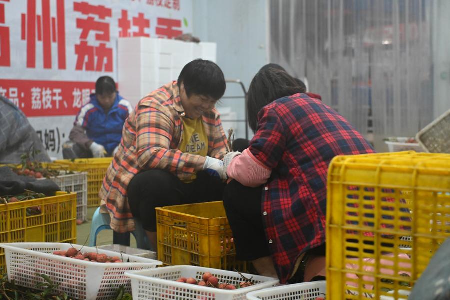 從“一日色變”到“四季常鮮”,解碼荔枝的現(xiàn)代保鮮秘訣