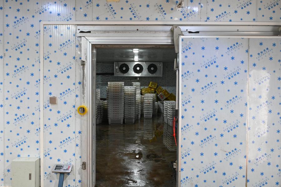 從“一日色變”到“四季常鮮”,解碼荔枝的現(xiàn)代保鮮秘訣