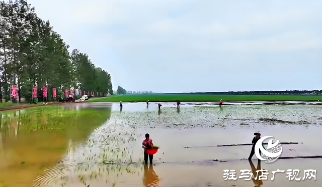 西平縣老王坡：首試水稻種植 開辟鄉村振興新途徑