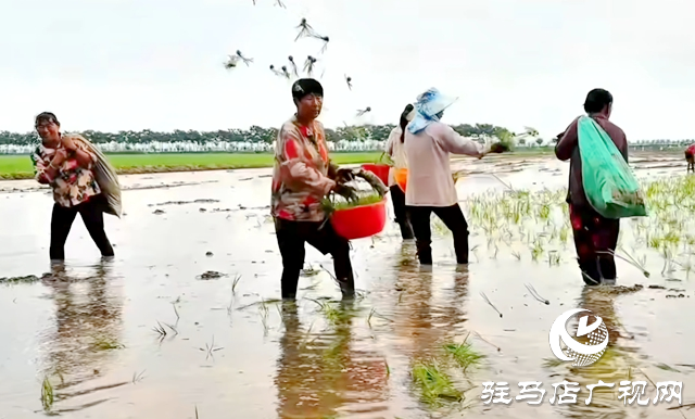 西平縣老王坡：首試水稻種植 開辟鄉村振興新途徑