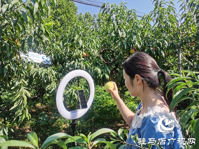 駐馬店移動(dòng)為桃農(nóng)提供優(yōu)質(zhì)網(wǎng)絡(luò)保障