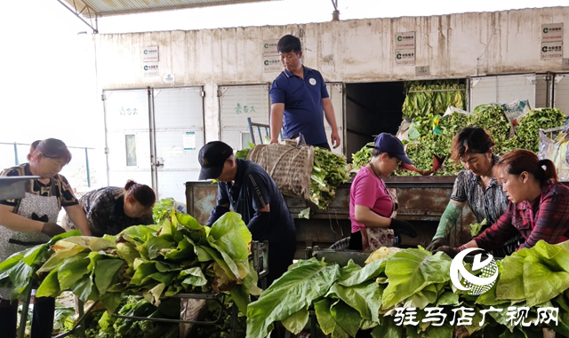 泌陽縣郭集鎮：烤煙季奏響豐收曲?