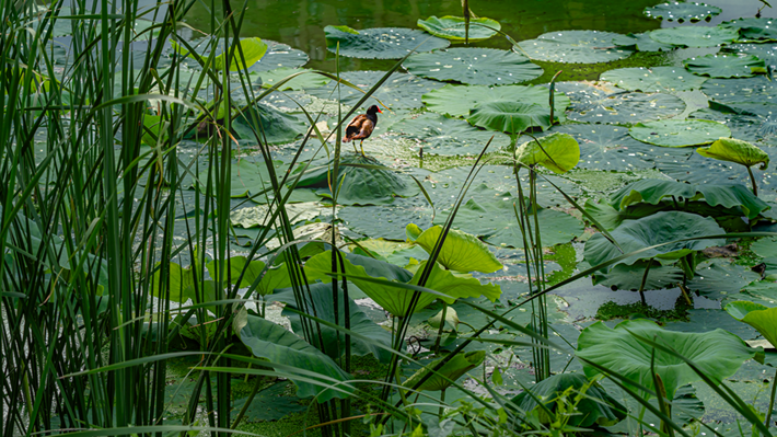 縣區(qū)動(dòng)態(tài) | 咔嚓！捕捉夏天的N種色彩