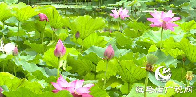 夏日限定！置地公園荷花盛開 成為市民賞荷打卡好去