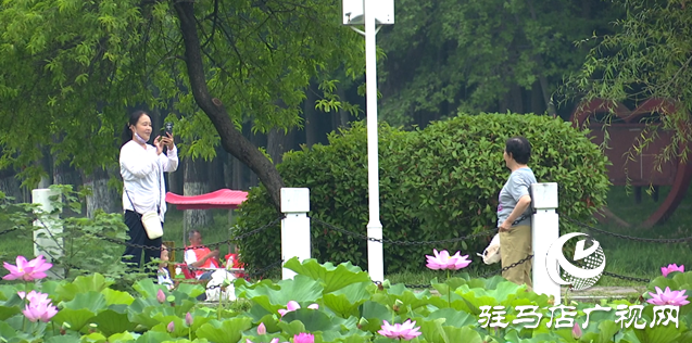 夏日限定！置地公園荷花盛開 成為市民賞荷打卡好去