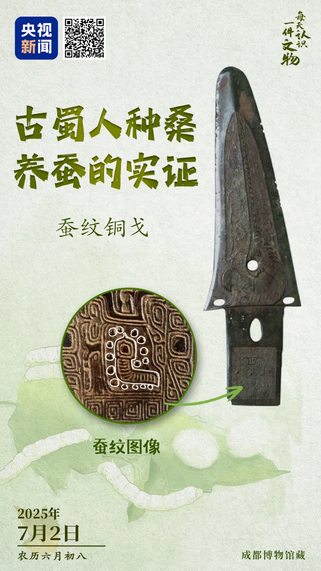 文博日歷丨青銅戈上刻蠶紋 這是古蜀人種桑養蠶的實證