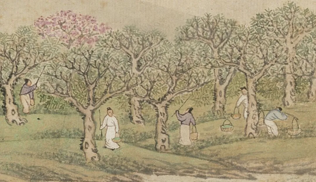 文博日歷丨青銅戈上刻蠶紋 這是古蜀人種桑養蠶的實證