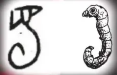 文博日歷丨青銅戈上刻蠶紋 這是古蜀人種桑養蠶的實證