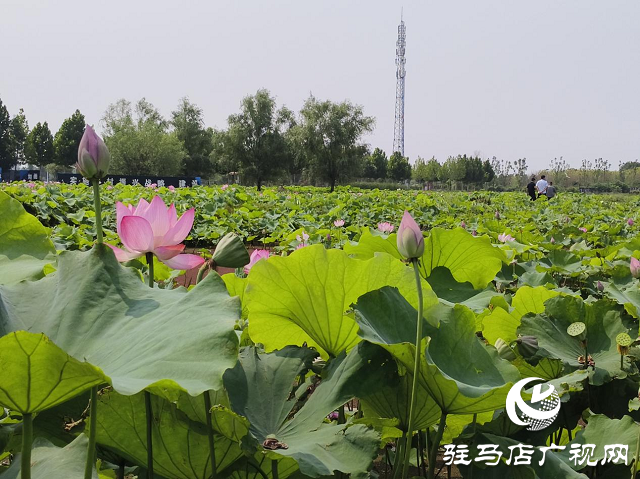 七月荷花引客來(lái) 駐馬店移動(dòng)保障網(wǎng)絡(luò)暢通