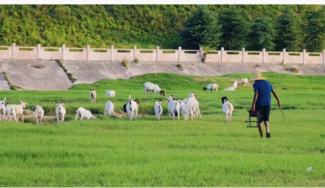 縣區(qū)動態(tài) | 快來泌陽的“阿勒泰”打卡！