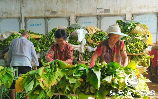 泌陽縣雙廟街鄉：黨建引領賦能繪就煙葉產業發展新畫卷